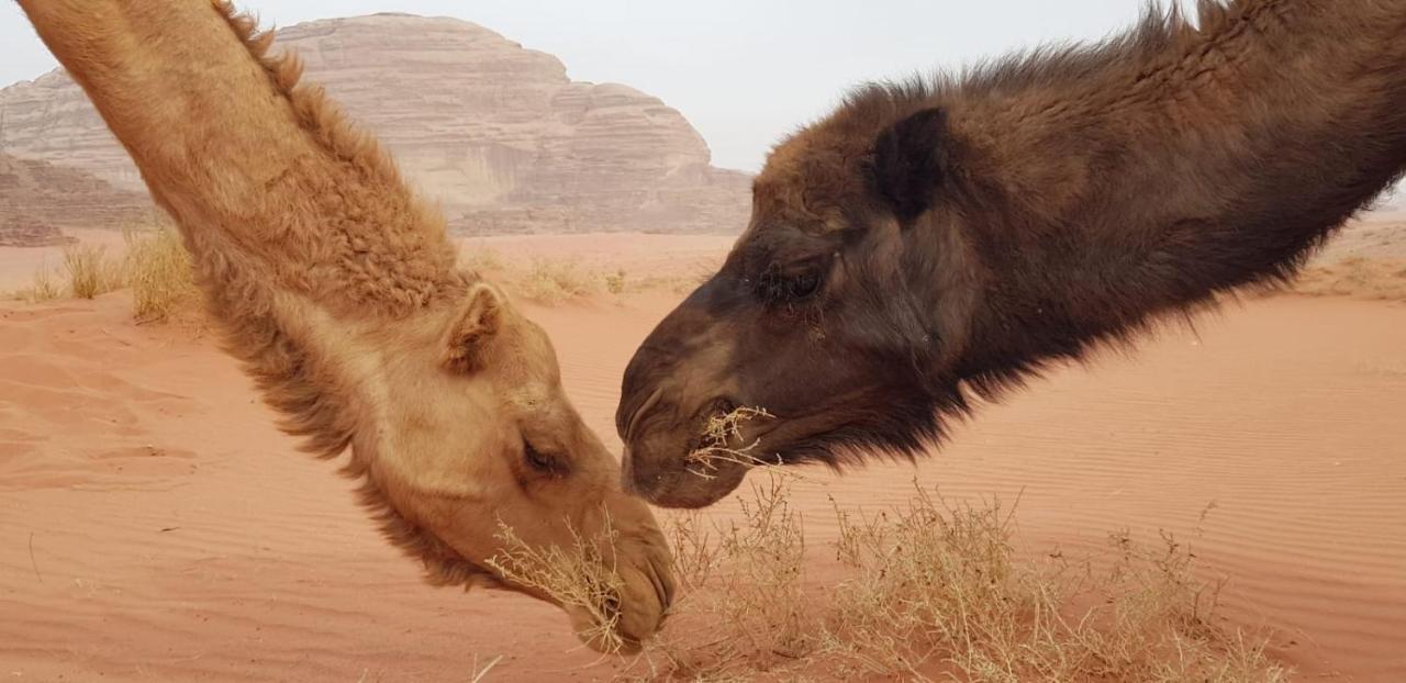 Joy Of Life - Wadi Rum Camp Esterno foto