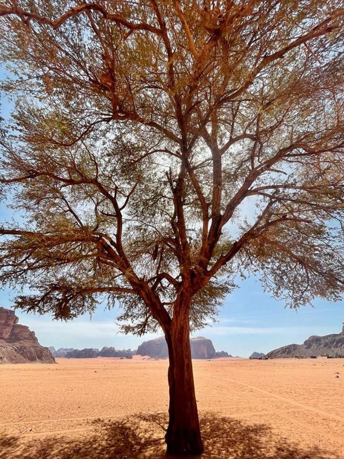 Joy Of Life - Wadi Rum Camp Esterno foto